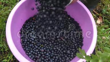 手拿着一束蓝莓。 新鲜采摘的野生蓝莓。 新鲜蓝莓或蓝莓。